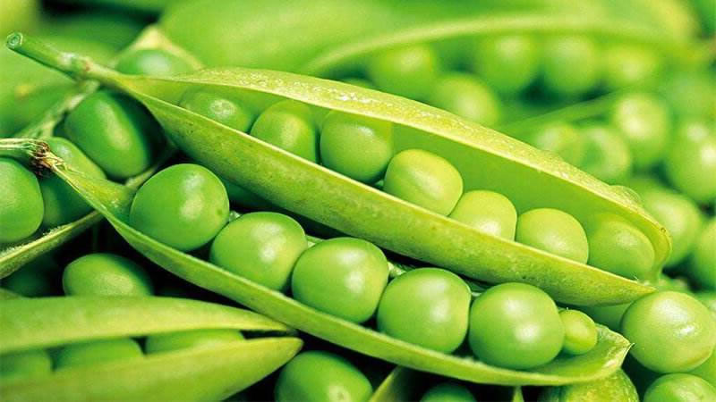 豌豆蛋白