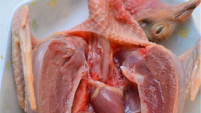 鸽肉酶解制取乳鸽肽用到哪些酶制剂