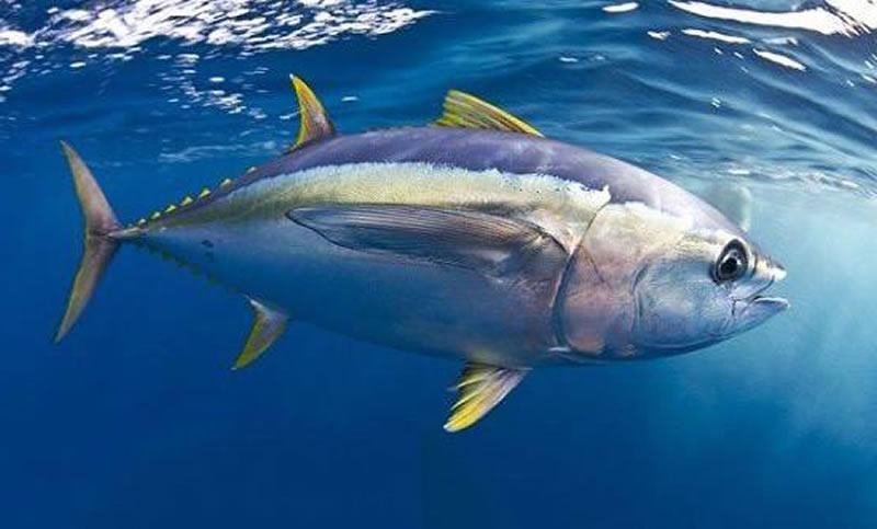 黄鳍金枪鱼
