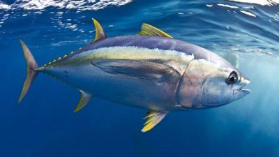 金枪鱼低聚肽与多肽，通过酶制剂可以控制分子量大小吗？