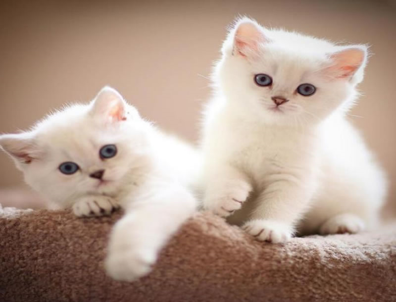 宠物在人类生活中的地位