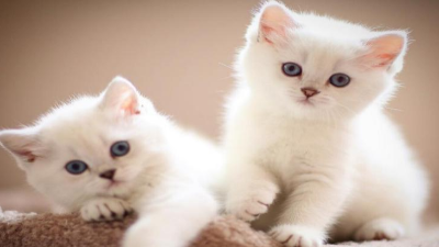 酶制剂在宠物诱食剂生产中必不可少!