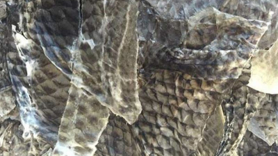 鱼皮分解胶原蛋白生产活性肽的酶制剂有哪些？