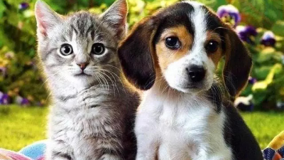 你家宠物吃什么----鱼肉蛋白酶解制备宠物粮食