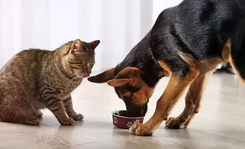 狗粮猫粮