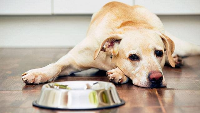 狗狗厌食怎么办？别慌，一招酶解都能解决！