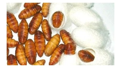 复合酶制剂--酶解法制取蚕蛹多肽好帮手