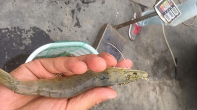 木瓜蛋白酶在水产诱食虾膏生产中的应用