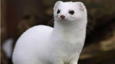 复合酶制剂助力宠物食品添加剂的品质提升