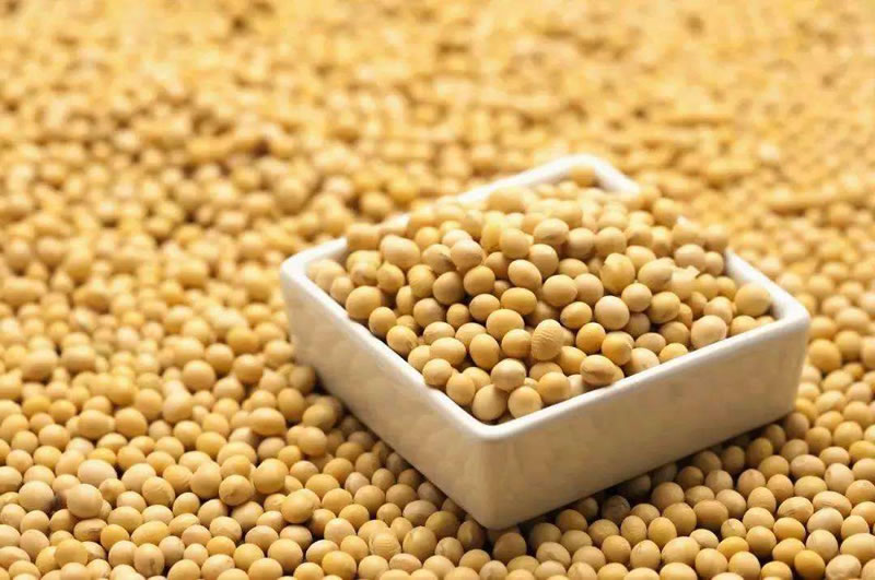 植物奶酶解原料 