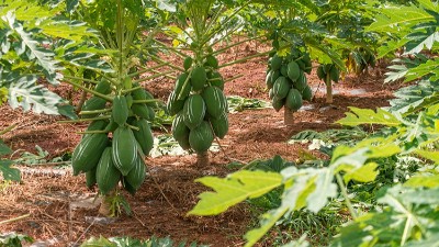 酶制剂创造“酶”好生活