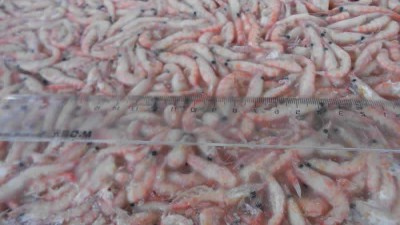 南极磷虾酶解改性用木瓜蛋白酶的最适条件?