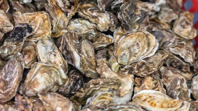 牡蛎酶解生产牡蛎肽口服液工艺