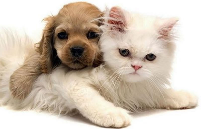 宠物在日常生活的地位