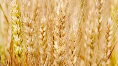 小麦低聚肽的酶解方法