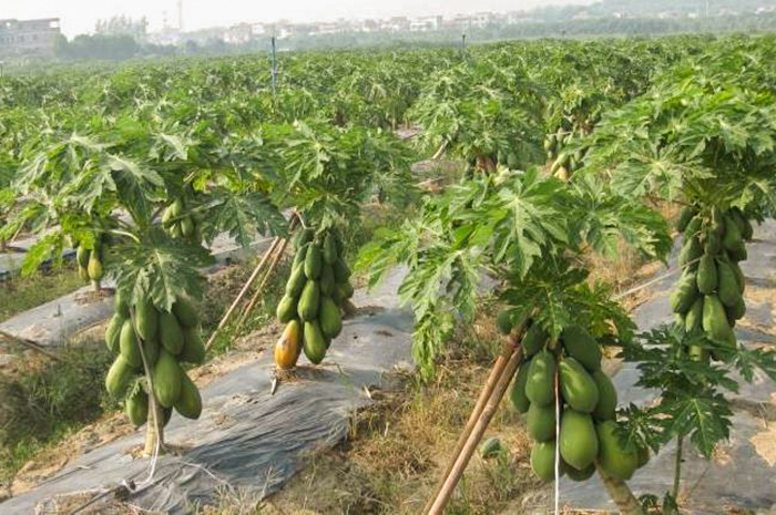 efbb99f2b5c99db074608bf41b60f7f7