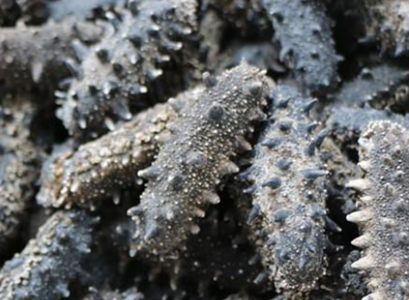 地中海沿岸海参