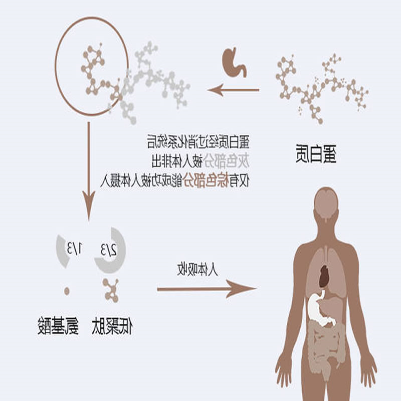 酶制剂在人体的反应过程