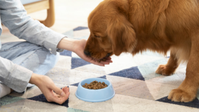 金枪鱼酶解生产宠物诱食剂的影响因素有哪些？