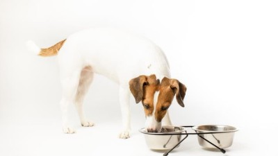 水解鸡肝生产狗粮风味剂，碱性蛋白酶与风味酶的比例是多少合适？