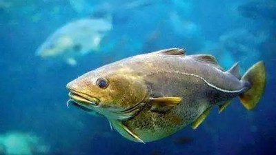 碱性蛋白酶——鱼皮胶原蛋白水解成低聚肽的好帮手