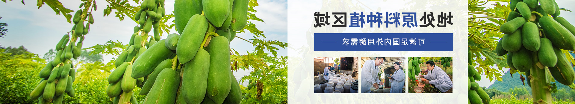 杏彩体育网
木瓜蛋白酶：地处原料种植区域，可满足国内外用酶需求