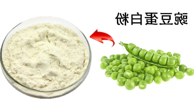 酶法改性在豌豆蛋白粉中的应用