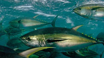 金枪鱼粉酶解制备宠物诱食剂