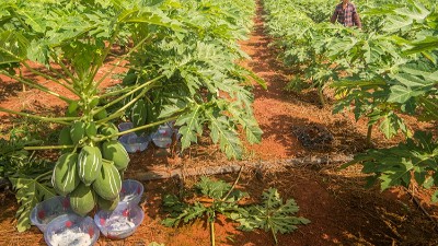 使用木瓜蛋白酶的注意事项