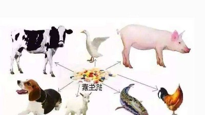 减抗、替抗、禁抗时代的饲料添加剂
