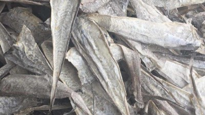 鱼皮胶原蛋白寡肽如何酶解制取及应用领域都有哪些？