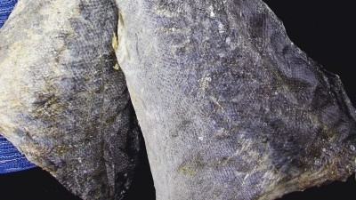 碱性蛋白酶---水解鳕鱼皮胶原蛋白好帮手