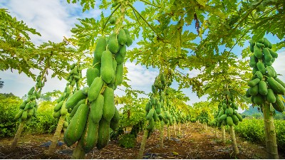 木瓜蛋白酶肉制品嫩化专用
